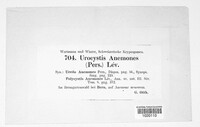 Urocystis anemones image